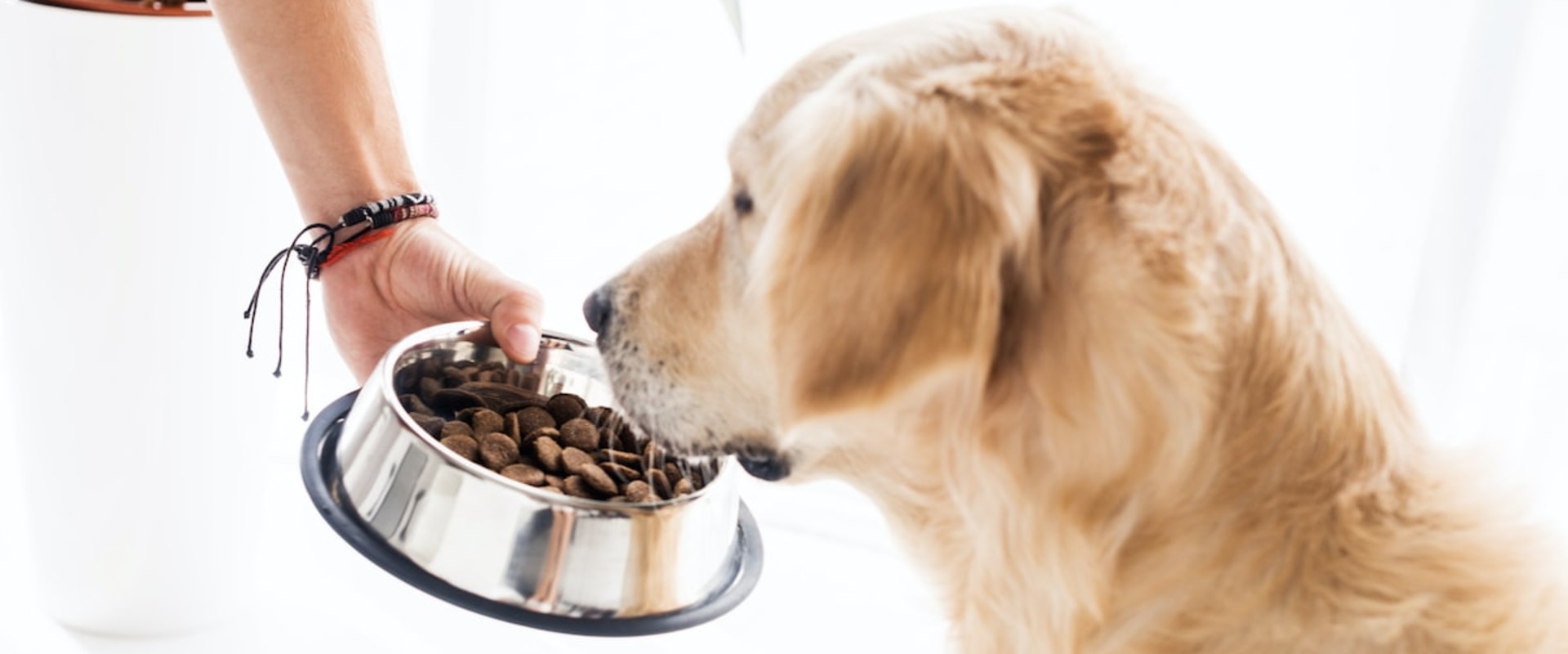 What is the most healthy dog food to buy?