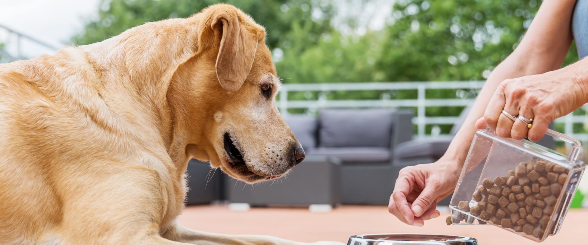 What dog food brands are toxic?