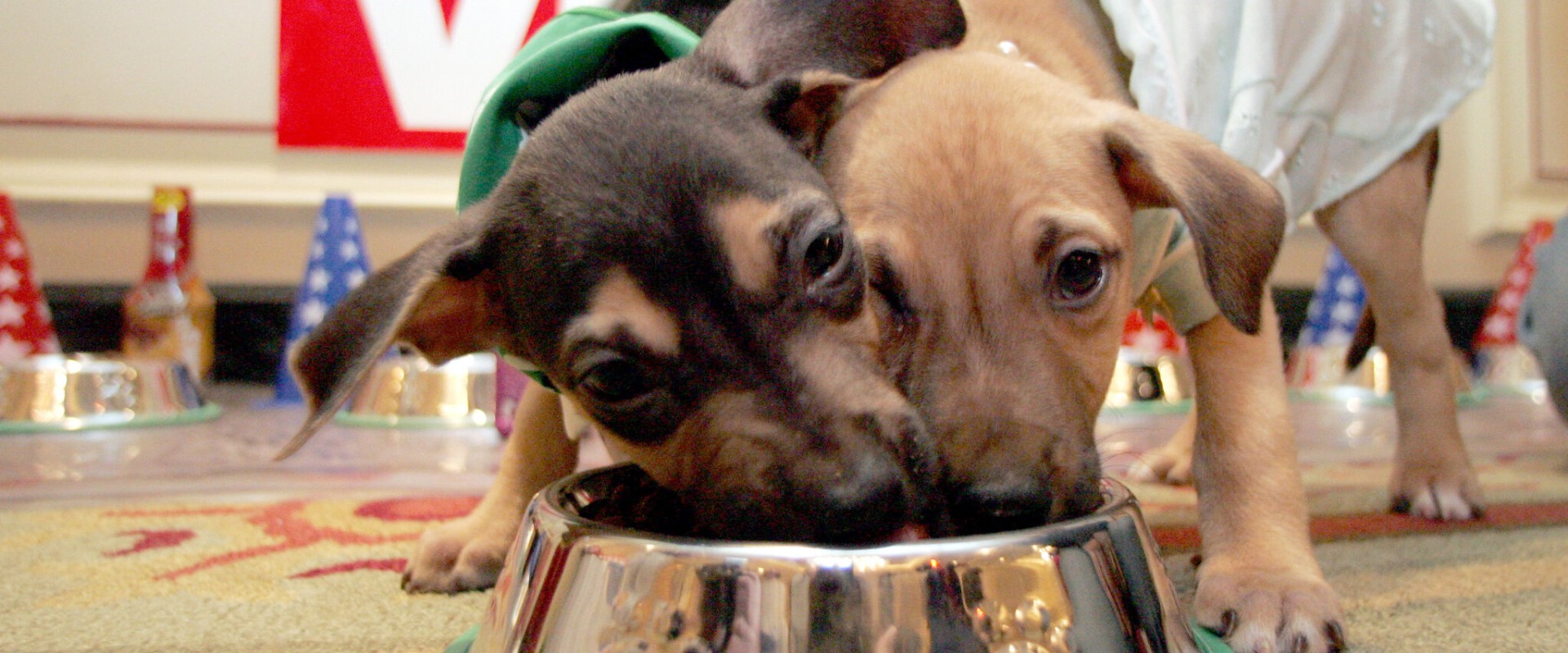 What dog food was recalled for killing dogs?