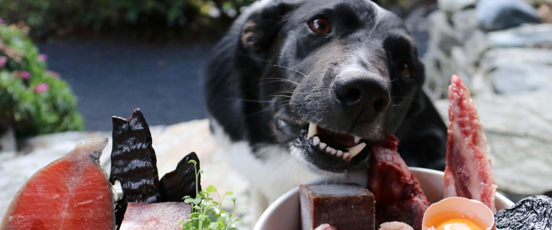 What food is best for dogs with itchy skin?