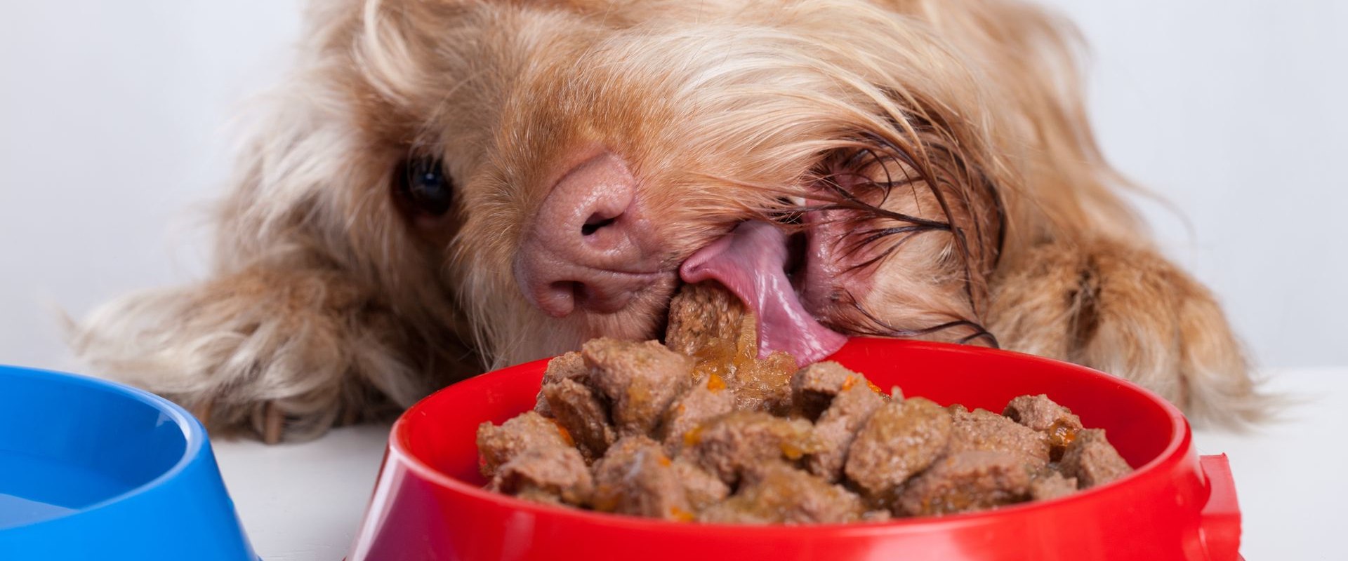 What is the healthiest & best tasting dry dog food?