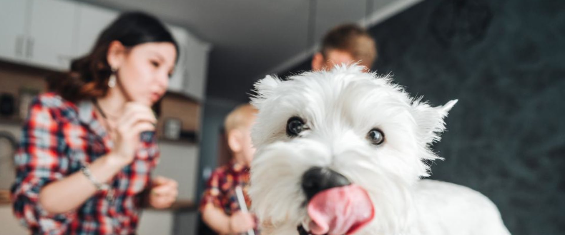 What is the best food in the world for dogs?
