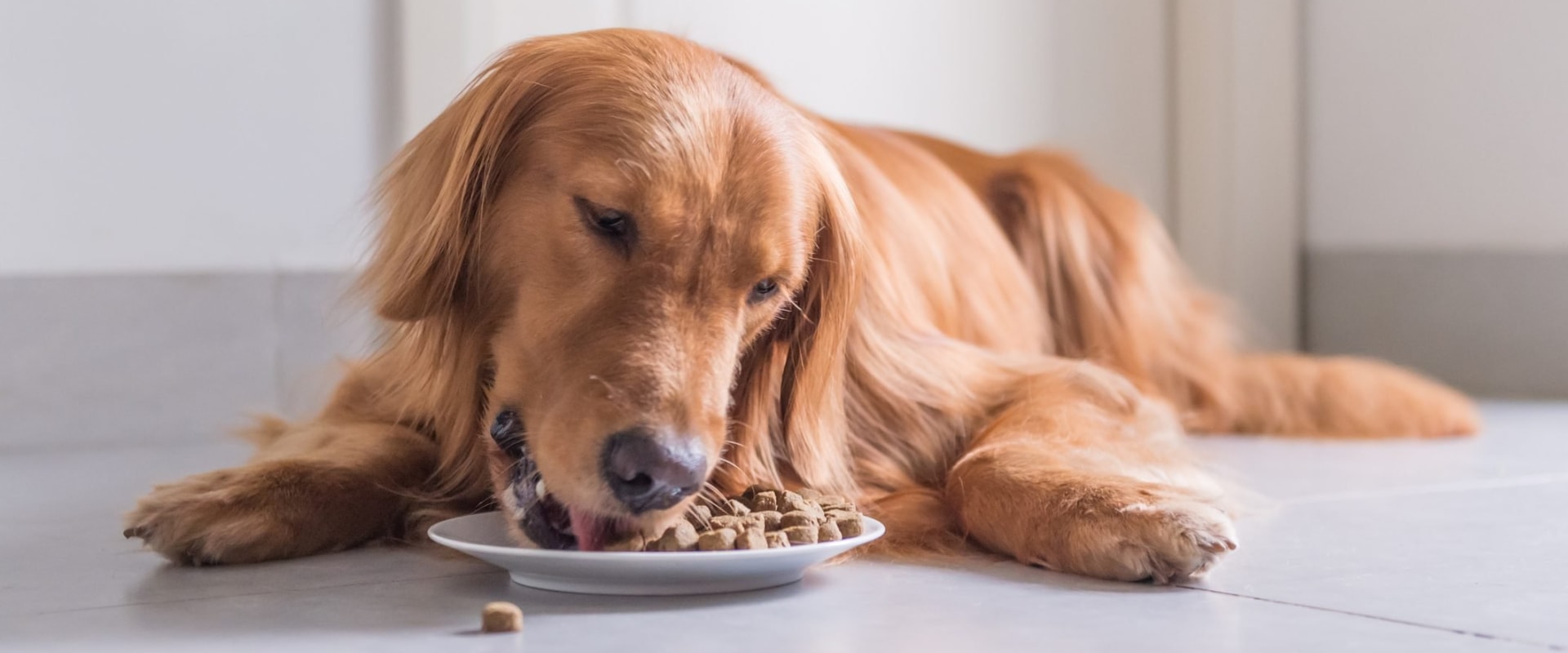 What is the best dog food recommended by vets?