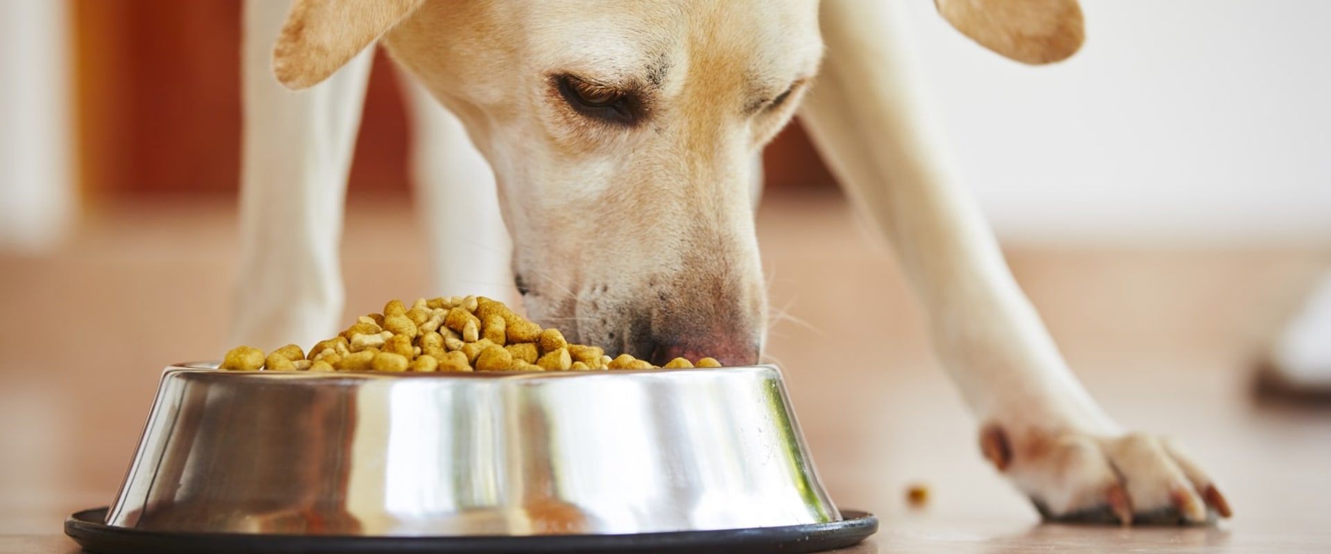 What dog food is not recommended by vets?