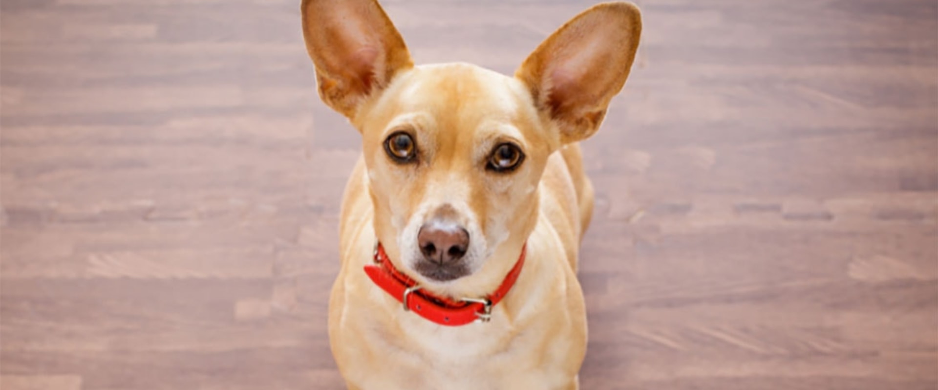 What are the 10 worst dog foods for dogs?