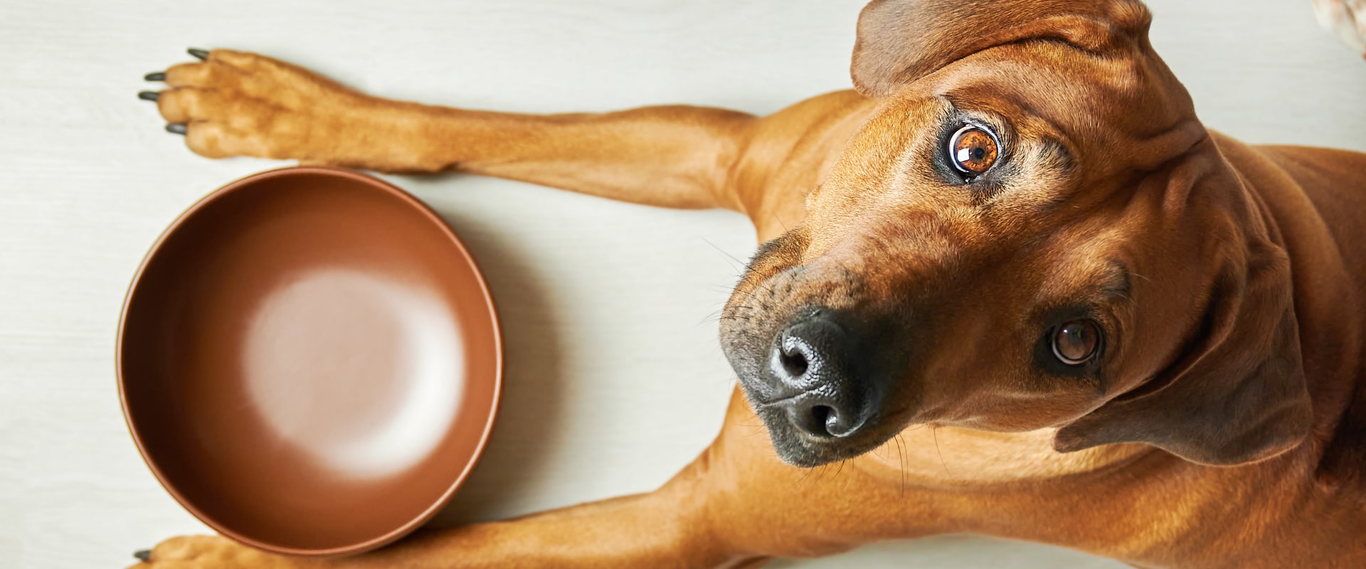 Which dog food do most vets recommend?