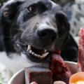 What is the Best Food for Dogs with Itchy Skin?